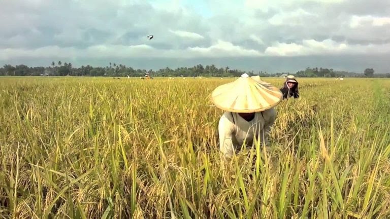 Farmers count losses as quelea birds invade rice farms in Argungu, Kebbi state